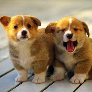 Meet your Posher, Asher